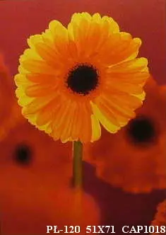 Obraz Kwiaty w czerwieni, gerbera 51x71 cm