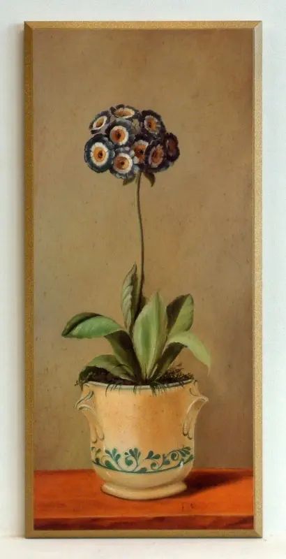 Obraz Kwiaty w doniczce, granatowa prymulka 23x50 cm