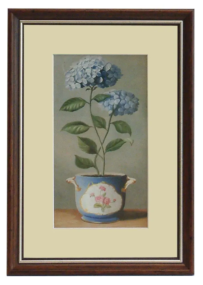 Obraz Kwiaty w porcelanowych doniczkach, Hortensja w ramie 20x32 cm