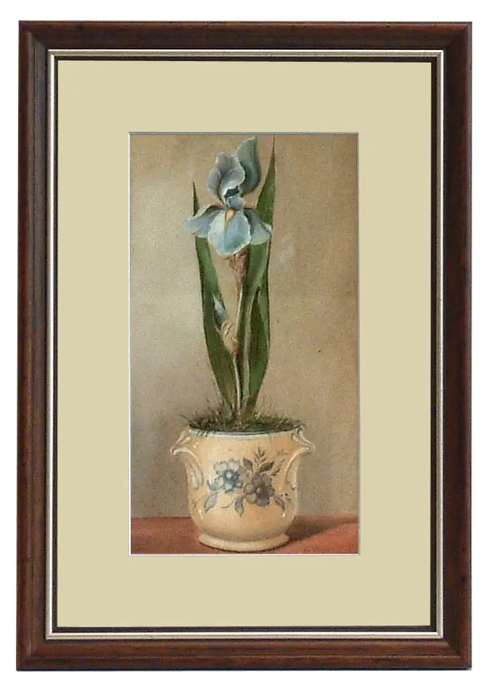 Obraz Kwiaty w porcelanowych doniczkach, Irys w ramie 20x32 cm