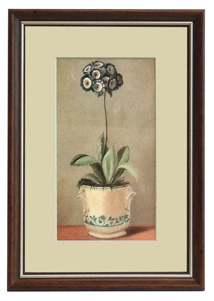 Obraz Kwiaty w porcelanowych doniczkach, Prymulka w ramie 20x32 cm