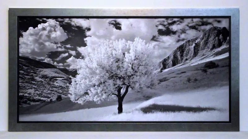 Obraz Kwitnące drzewo, czarno-biała fotografia 100x50 cm