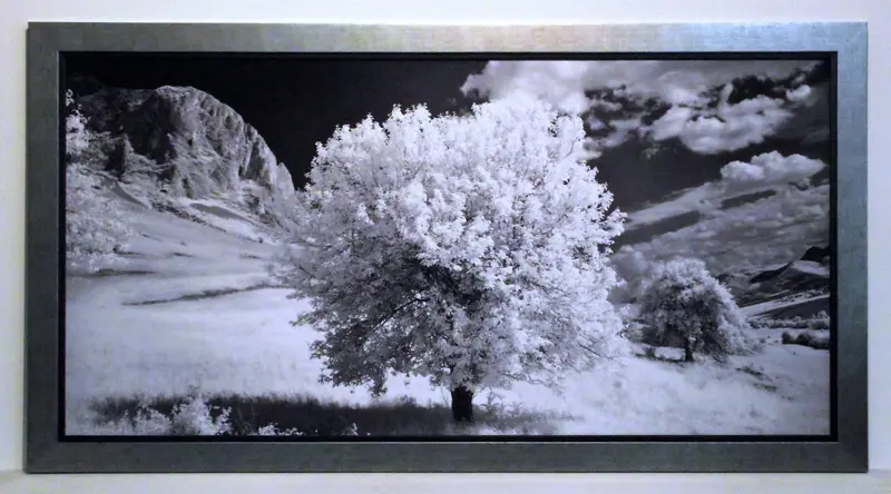 Obraz Kwitnące drzewo, czarno-biała fotografia 100x50 cm