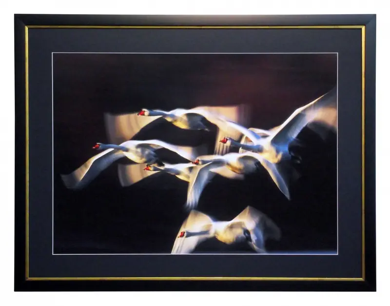 Obraz Lecące łabędzie 80x60 cm