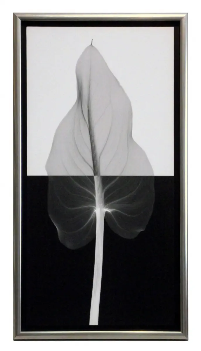 Obraz Liść na biało-czarnym tle, fotografia X-Ray w ramie 30x61 cm