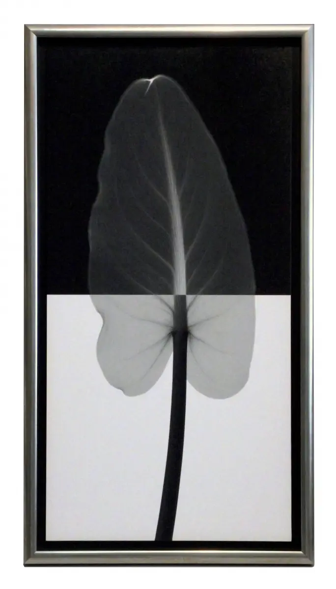 Obraz Liść na czarno - białym tle, fotografia X-Ray w ramie 30x61 cm