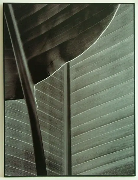 Obraz Liście bambusa, kadr 10384 45x60 cm