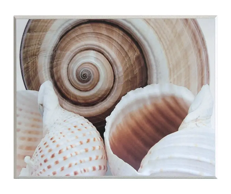 Obraz Muszle, fotografia 2 na płycie 51x41 cm