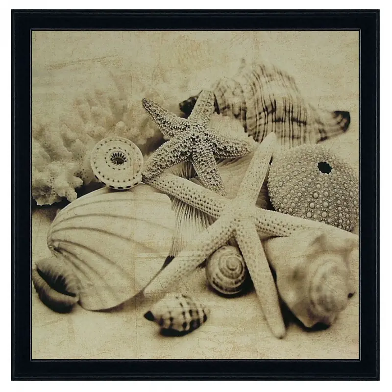 Obraz Muszle, morskie skarby, fotografia w sepii w ramie 50x50 cm