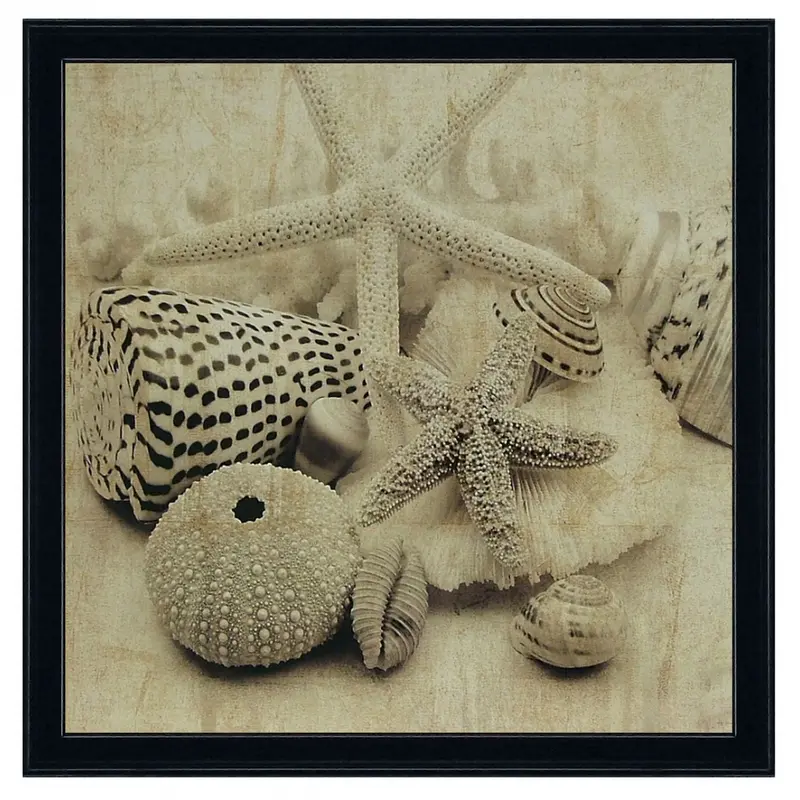 Obraz Muszle, morskie skarby, fotografia w sepii w ramie 50x50 cm