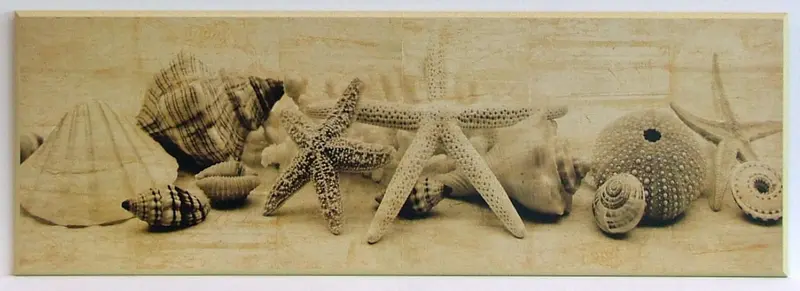 Obraz Muszle, morskie skarby II , na płycie 91x31 cm