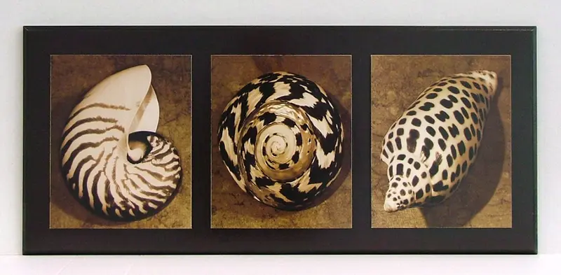 Obraz Muszle - tryptyk, fotografia w sepii na płycie z pogrubieniem 81x36 cm