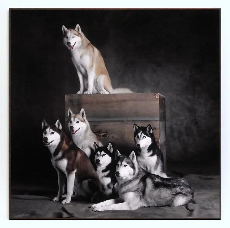 Obraz Psy, syberyjskie husky, kolorowa fotografia 71x71 cm