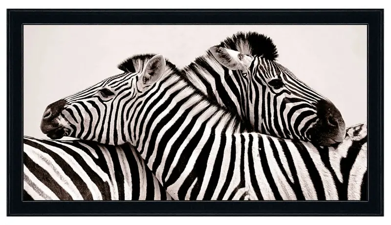 Obraz Safari - Dwie zebry 100x50 cm