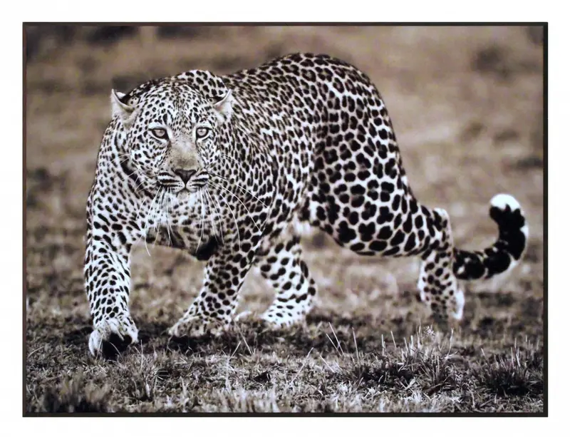 Obraz Safari - Leopard, fotografia w sepii 81x61 cm