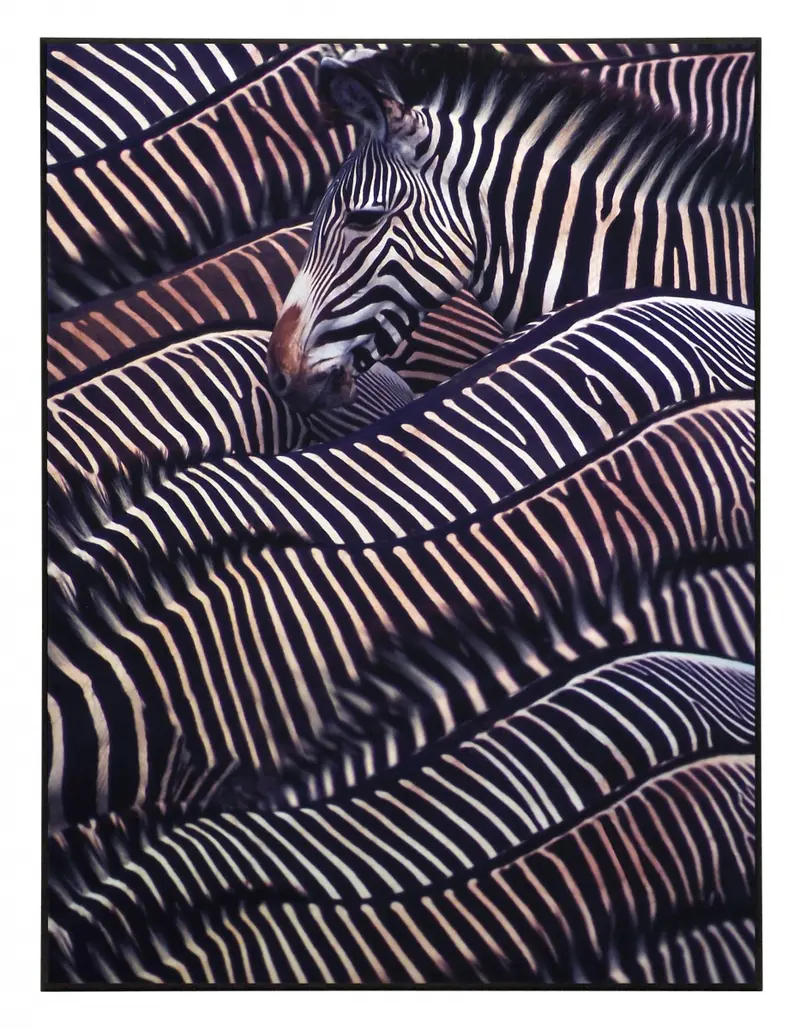 Obraz Safari - Zebry, Kenia, fotografia na płycie 61x81 cm