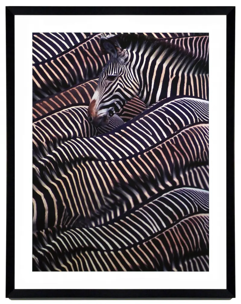 Obraz Safari - Zebry, Kenia, fotografia w ramie 70x90 cm