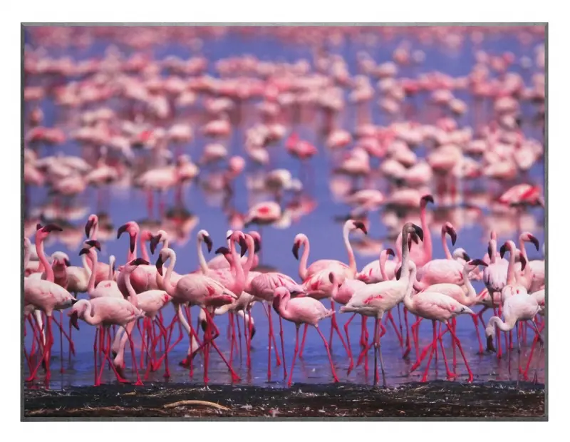 Obraz Stado Flamingów, foto na płycie 81x61 cm