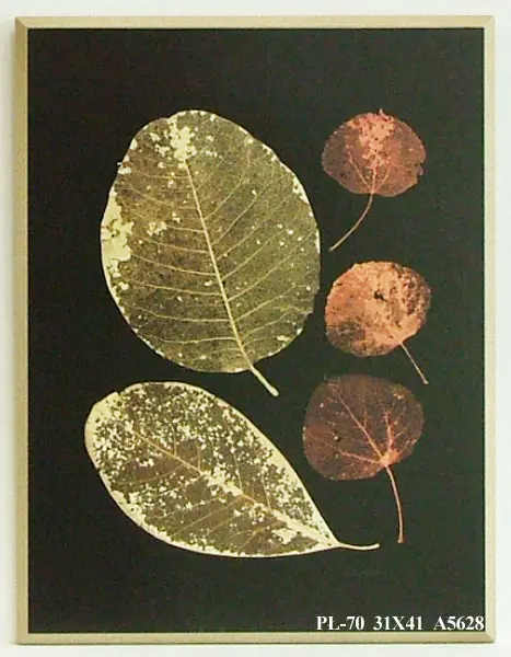 Obraz Zasuszone liście, kompozycja II na płycie 31x41 cm