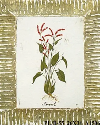 Obraz Zioła 26x31 cm