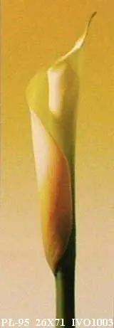 Obraz Żółta kalia 26x71 cm