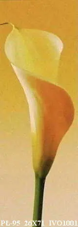 Obraz Żółta kalia 26x71 cm