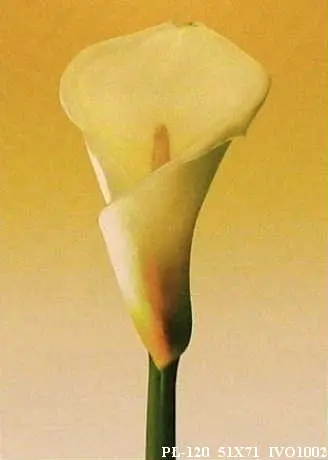 Obraz Żółta kalia 51x71 cm