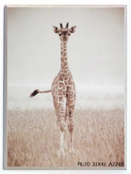 Obraz Żyrafa, fotografia 31x41 cm