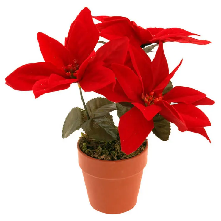 Sztuczna gwiazda betlejemska, 22 cm